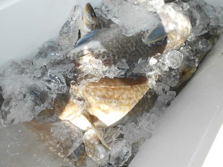 こうゆう丸 釣果