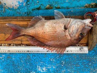 幸吉丸 釣果