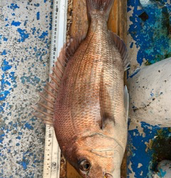 幸吉丸 釣果