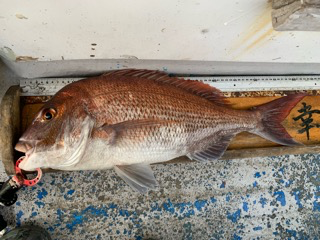 幸吉丸 釣果