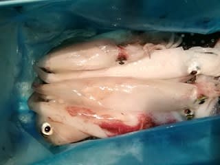 松福丸 釣果