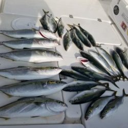 暁〜akatsuki〜 釣果