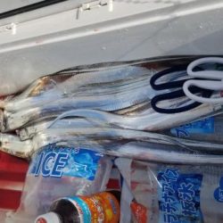 暁〜akatsuki〜 釣果