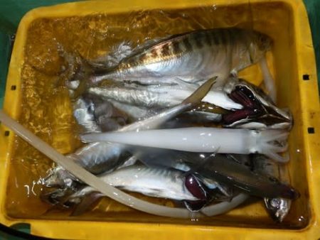 第二むつ漁丸 釣果