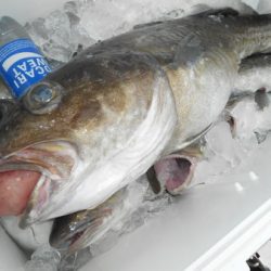 こうゆう丸 釣果