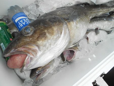 こうゆう丸 釣果