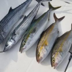 暁〜akatsuki〜 釣果