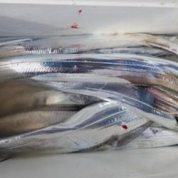 暁〜akatsuki〜 釣果