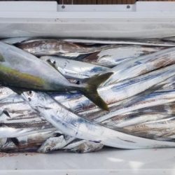 暁〜akatsuki〜 釣果