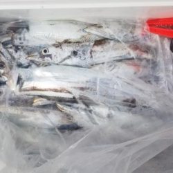 暁〜akatsuki〜 釣果