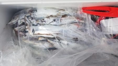 暁〜akatsuki〜 釣果