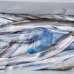 暁〜akatsuki〜 釣果