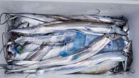 暁〜akatsuki〜 釣果