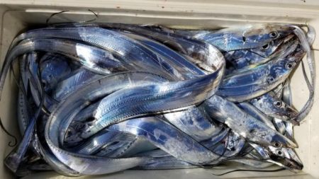 暁〜akatsuki〜 釣果