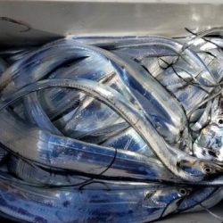 暁〜akatsuki〜 釣果