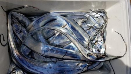 暁〜akatsuki〜 釣果