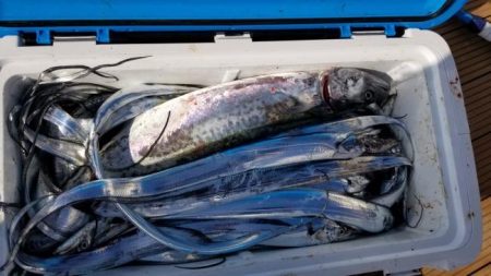 暁〜akatsuki〜 釣果