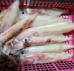 松福丸 釣果