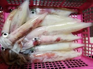 松福丸 釣果