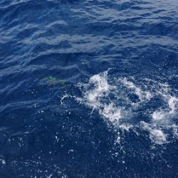 IDATEN(イダテン) 釣果