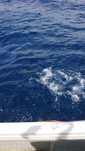 IDATEN(イダテン) 釣果