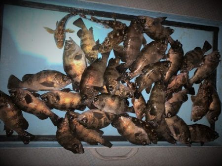 TOPGUN名古屋 釣果