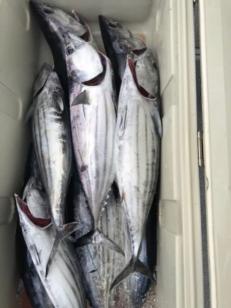 へいみつ丸 釣果