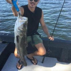 シーマジカル 釣果