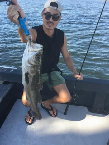 シーマジカル 釣果