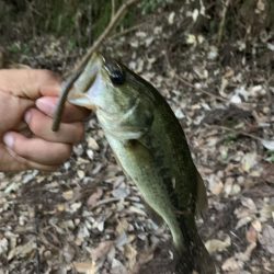 メガバス トライザ F2-66XTZ[Sparna]の使用感【メガバス（Megabass）トライザ　インプレッション】