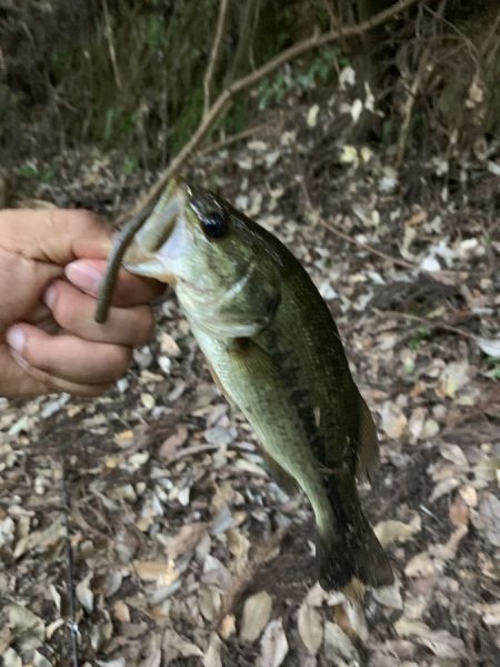 メガバス トライザ F2-66XTZ[Sparna]の使用感【メガバス（Megabass）トライザ　インプレッション】