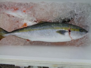 兼六丸 釣果