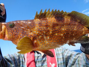 兼六丸 釣果