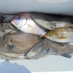 ＨＡＲＵＫＡ丸　はるかまる 釣果