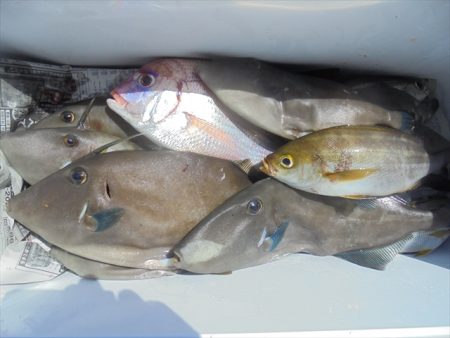 ＨＡＲＵＫＡ丸　はるかまる 釣果