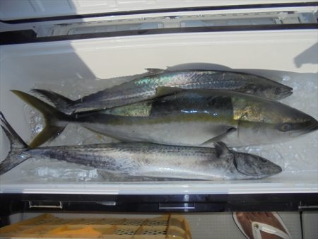 ＨＡＲＵＫＡ丸　はるかまる 釣果