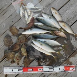 こかわ渡船 雅丸 釣果