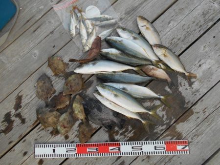 こかわ渡船　雅丸 釣果