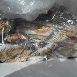 こかわ渡船 雅丸 釣果