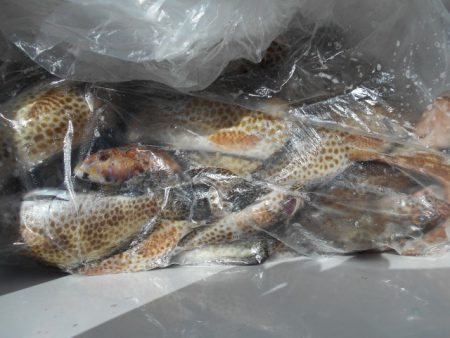 こかわ渡船 雅丸 釣果