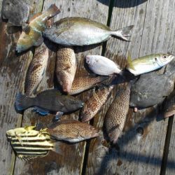 こかわ渡船 雅丸 釣果