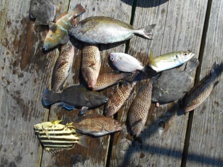 こかわ渡船 雅丸 釣果