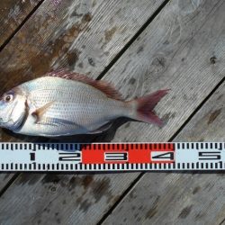 こかわ渡船 雅丸 釣果