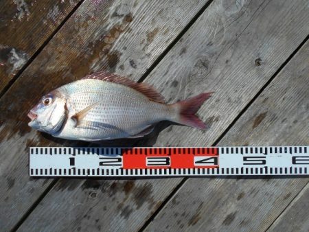 こかわ渡船　雅丸 釣果