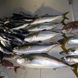 ＨＡＲＵＫＡ丸　はるかまる 釣果