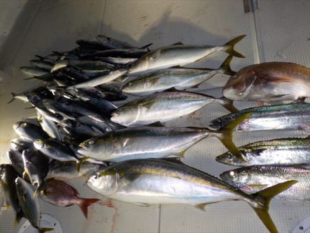 ＨＡＲＵＫＡ丸　はるかまる 釣果