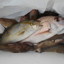 こかわ渡船　雅丸 釣果