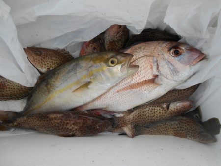 こかわ渡船　雅丸 釣果