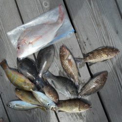 こかわ渡船　雅丸 釣果