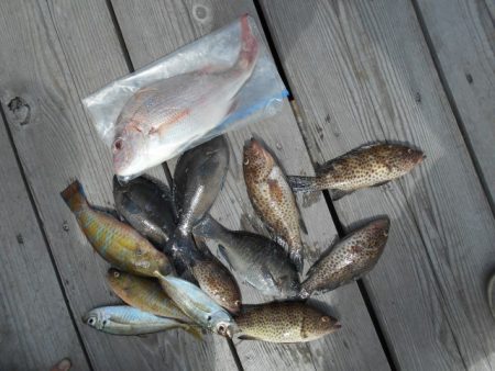 こかわ渡船　雅丸 釣果